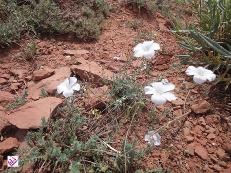 Eynali wild Flowers Tabriz